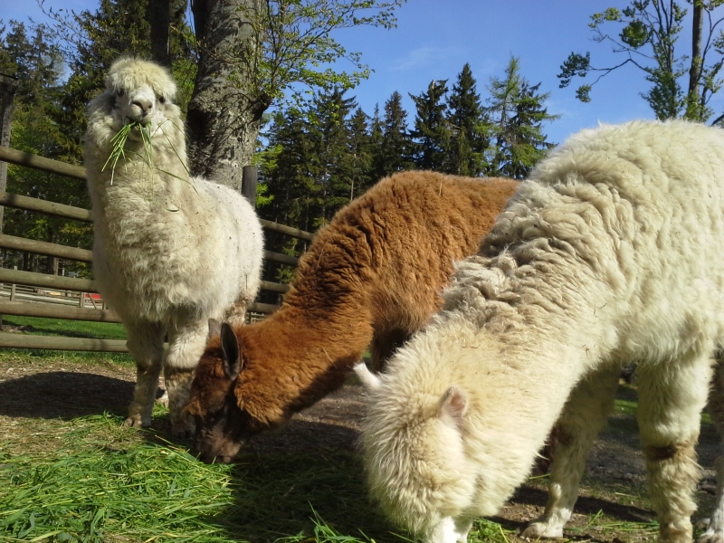 Lama Alpaka Wanderung im Naturpark Hohe Wand auf sunny.at